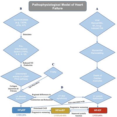 Novel Mechanisms in Heart Failure With Preserved, Midrange, and Reduced Ejection Fraction